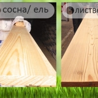 Лиственница или сосна
