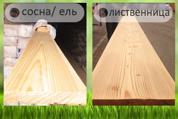 Лиственница или сосна